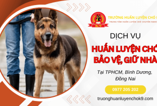 Huấn luyện chó bảo vệ, giữ nhà – Nâng cao phản xạ và kỷ luật