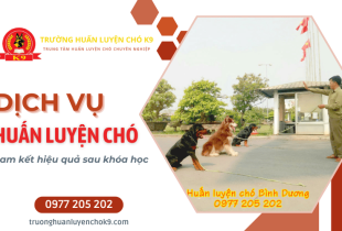 Huấn luyện chó nghe lời chuyên nghiệp - Cam kết hiệu quả sau khóa học