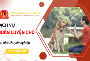 Huấn luyện chó tại nhà – Sửa chó không nghe lời, đi vệ sinh sai chỗ hiệu quả