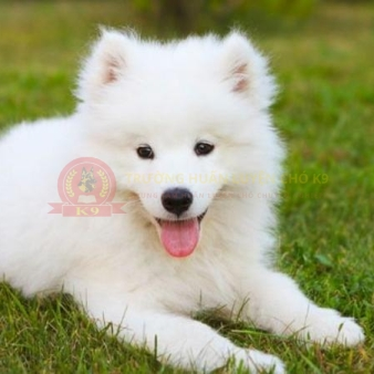Huấn luyện chó Samoyed 