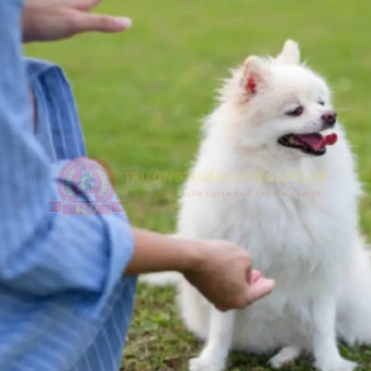 Huấn Luyện Chó Phốc Sóc  