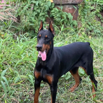Huấn luyện chó Doberman 