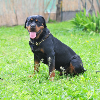 Mua bán chó Rottweiler