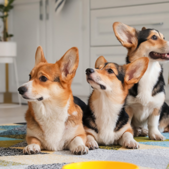 Huấn luyện chó kiểng Corgi 