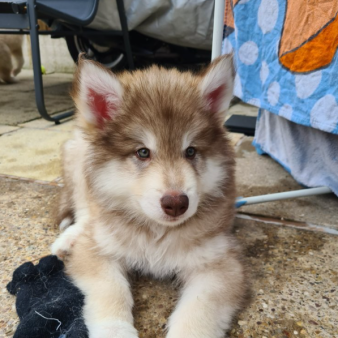 Mua Bán Chó Alaska