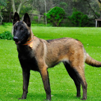 Huấn luyện chó Malinois 