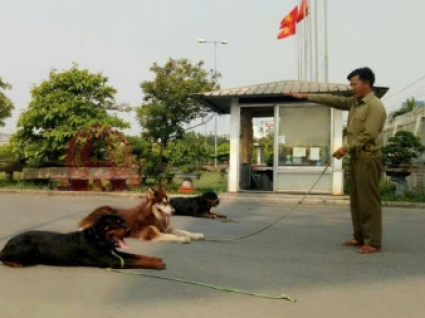 Chăm Sóc Chó Dài Hạn 