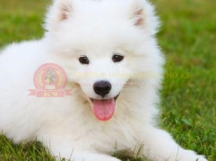 Huấn luyện chó Samoyed 