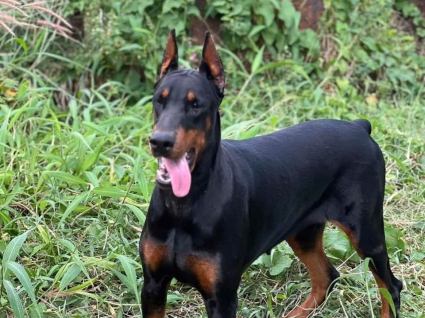 Huấn luyện chó Doberman 