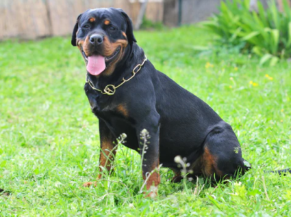 Mua bán chó Rottweiler