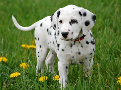 Phối Giống Chó Dalmatian