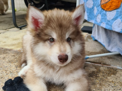 Mua Bán Chó Alaska