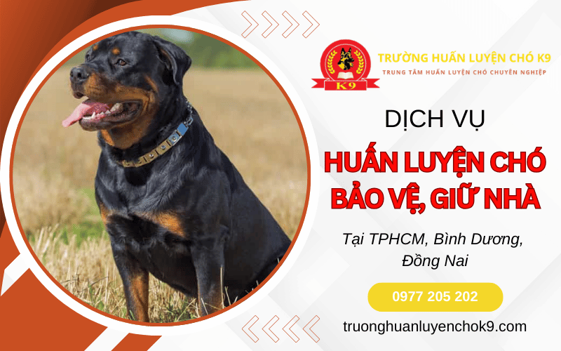 Huấn luyện chó bảo vệ
