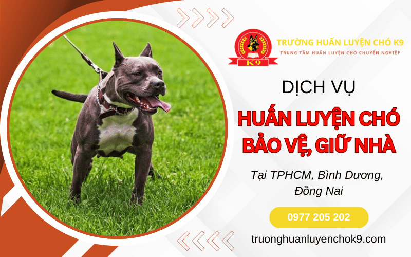 Huấn luyện chó bảo vệ