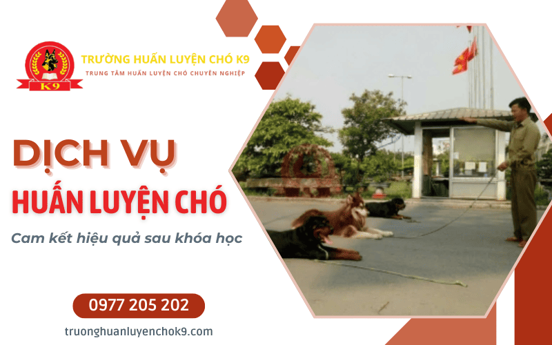 huấn luyện chó nghe lời