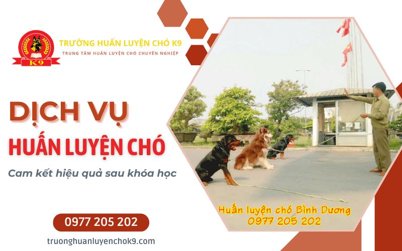 huấn luyện chó nghe lời