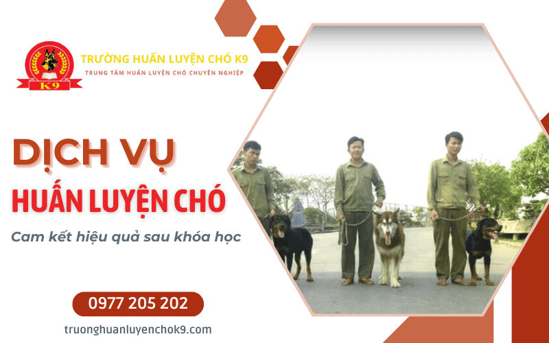 huấn luyện chó nghe lời