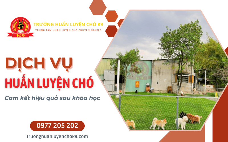 huấn luyện chó nghe lời