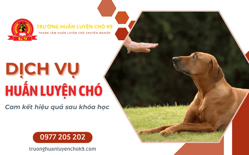 huấn luyện chó nghe lời