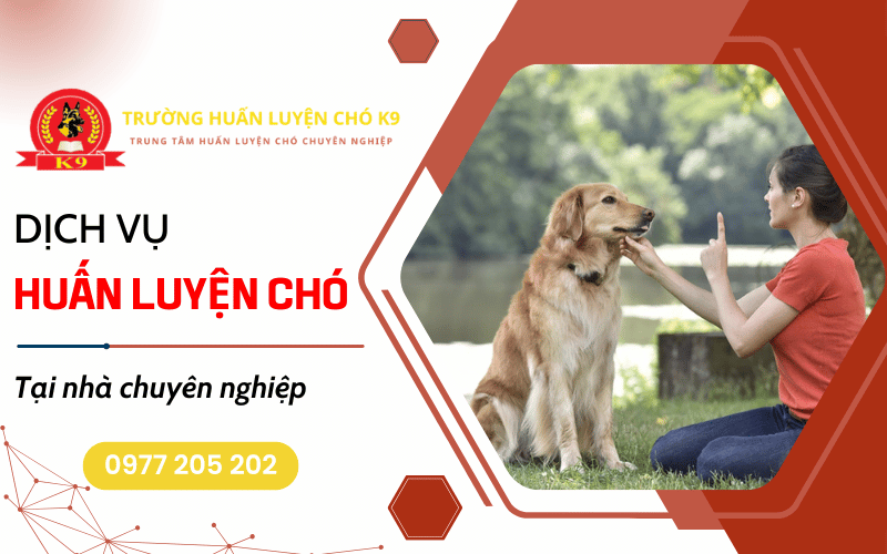 huấn luyện chó tại nhà