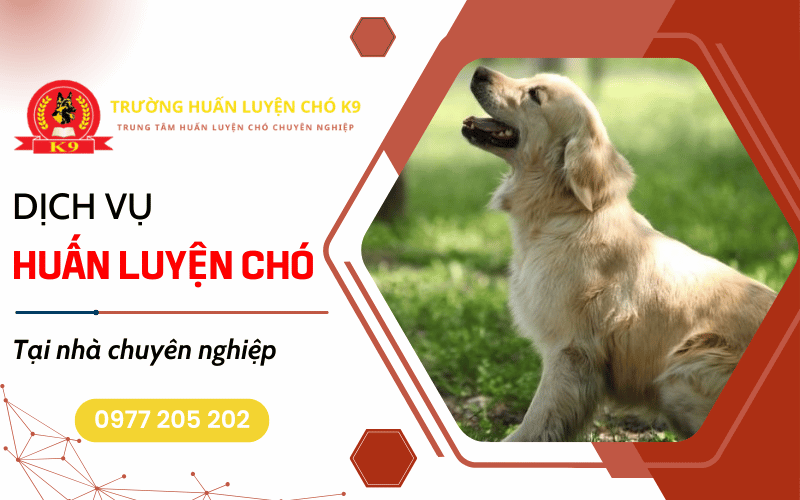 huấn luyện chó tại nhà
