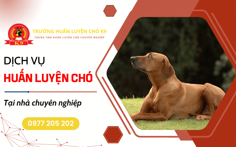 huấn luyện chó tại nhà