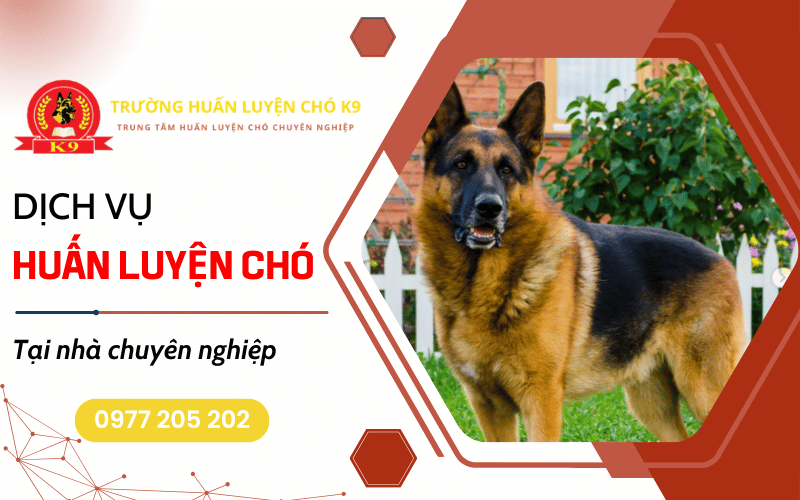 huấn luyện chó tại nhà