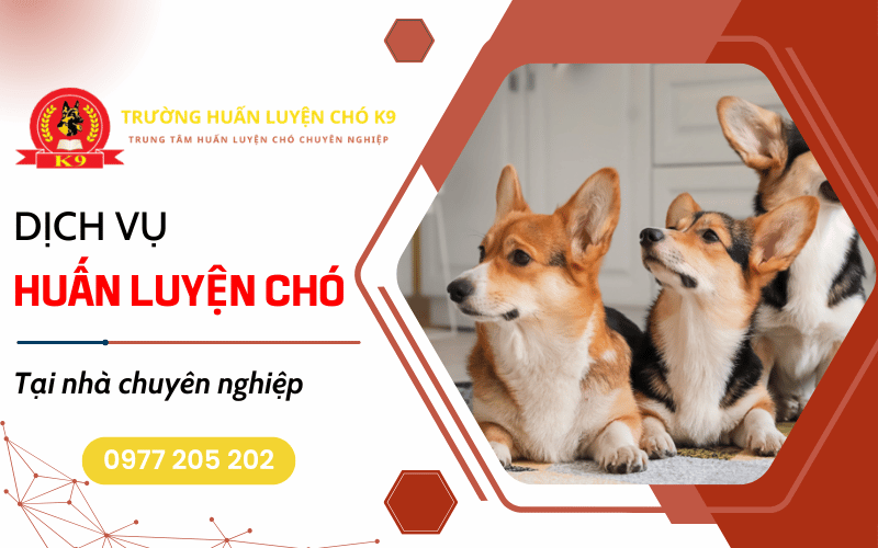 huấn luyện chó tại nhà
