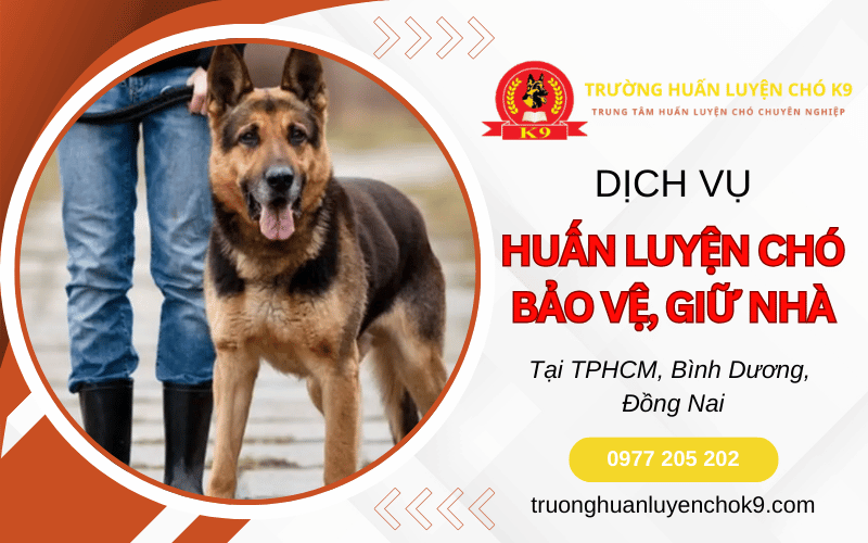 Huấn luyện chó bảo vệ, giữ nhà – Nâng cao phản xạ và kỷ luật