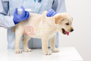 Lịch tiêm phòng cho chó theo độ tuổi